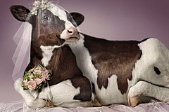 Un adolescent indonésien forcé d'épouser la vache avec qui il avait eu des relations sexuelles Un adolescent indonésien forcé d'épouser la vache avec qui il avait eu des relations sexuelles